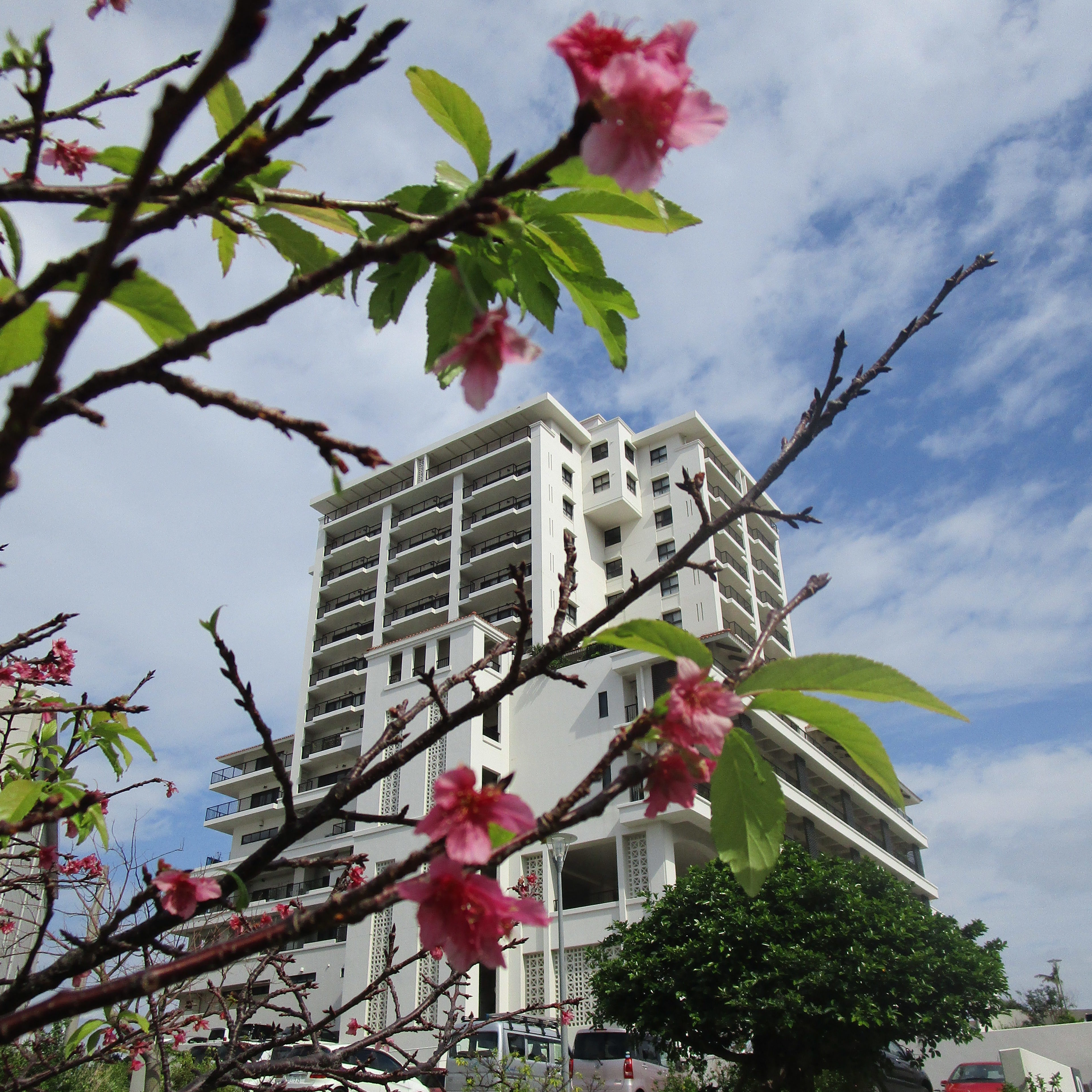 桜開花？！