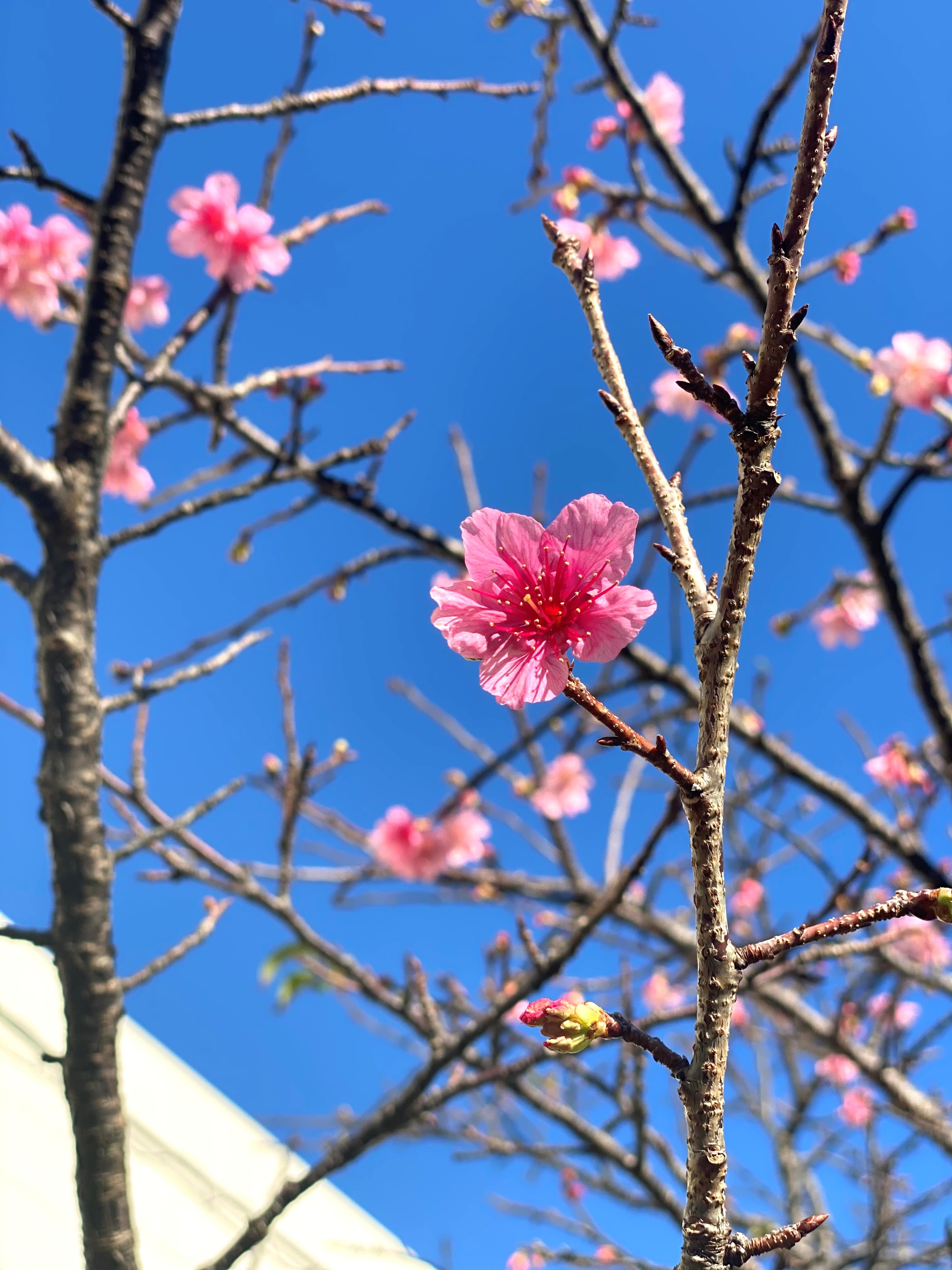 介護棟で新年会を開催しました