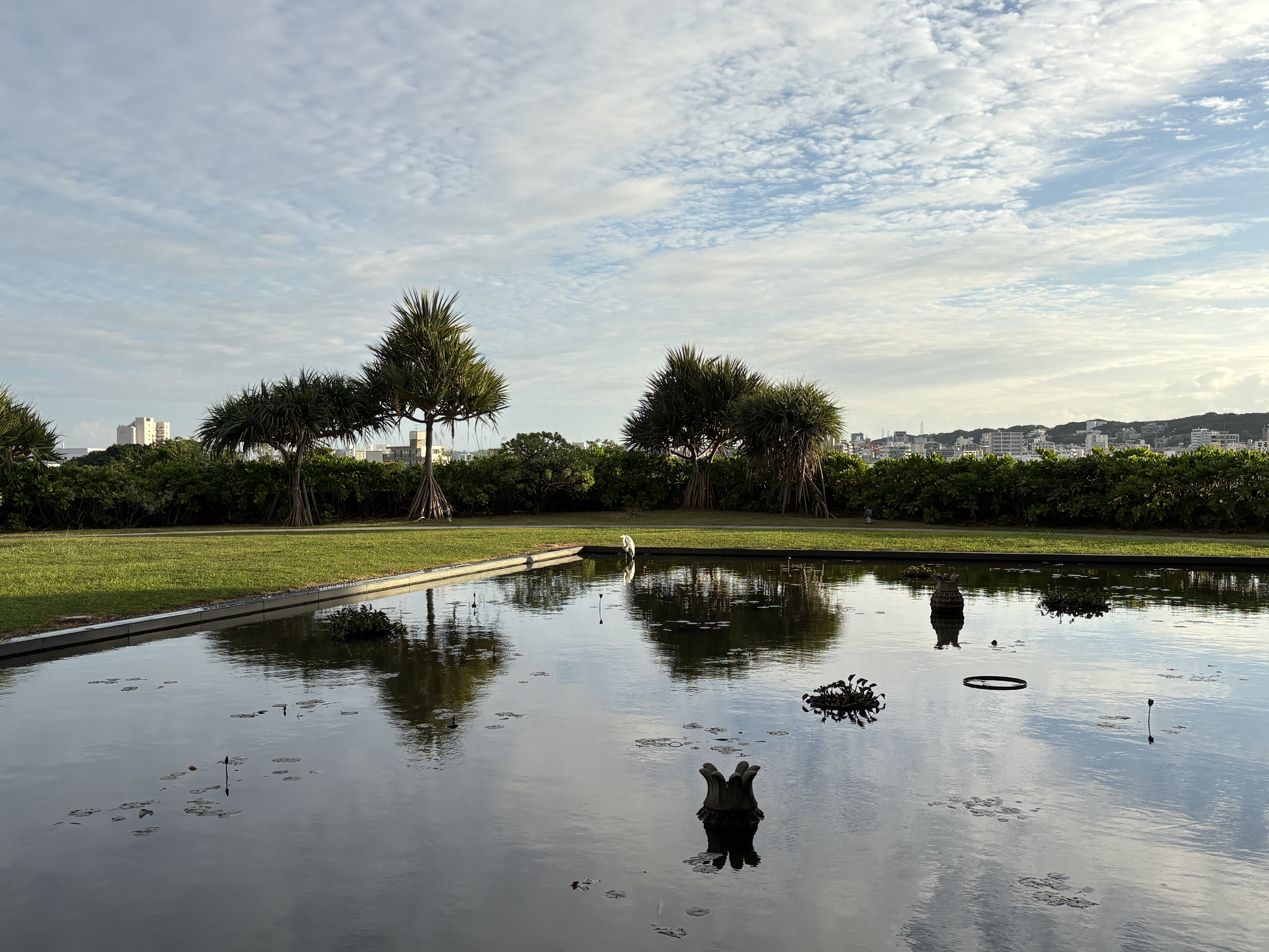 朝の風景　庭園に舞い降りたシロサギ