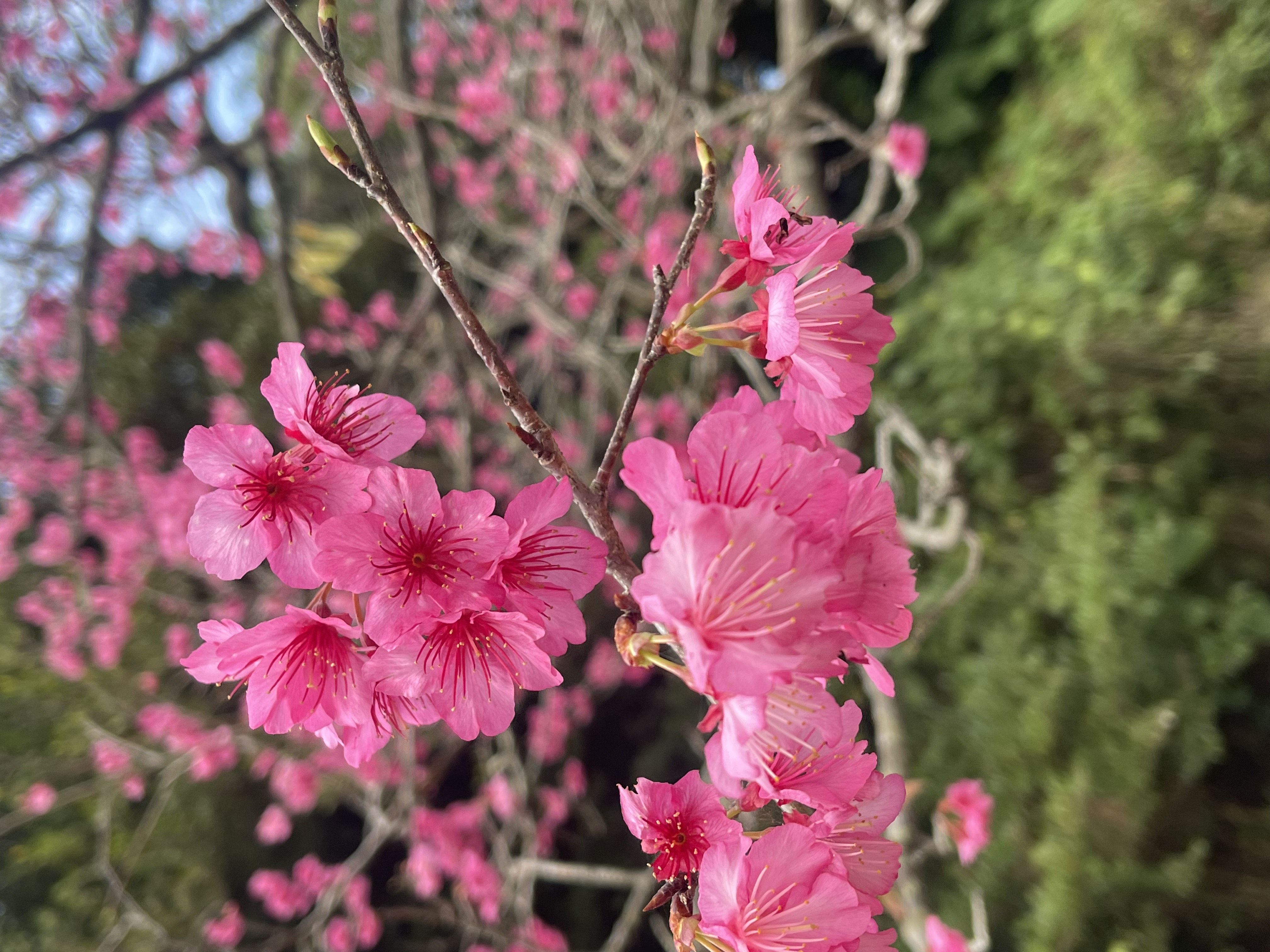 一足早い春を感じるお花見遠足